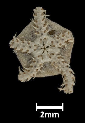 Media type: image;   Invertebrate Zoology OPH-5907 Description: Underside view of single ophiuroid specimen with a scale bar.;  Aspect: ventral